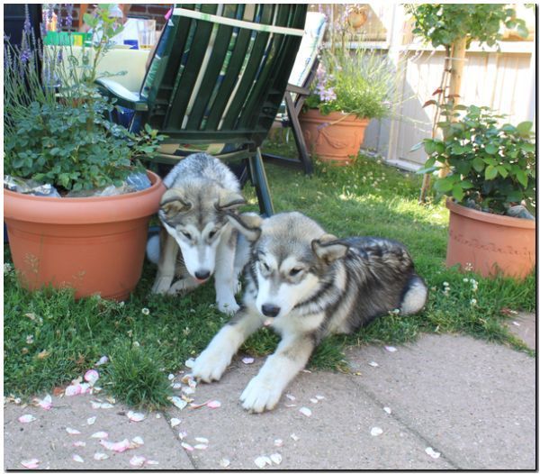 Lines 7-2010 145.jpg